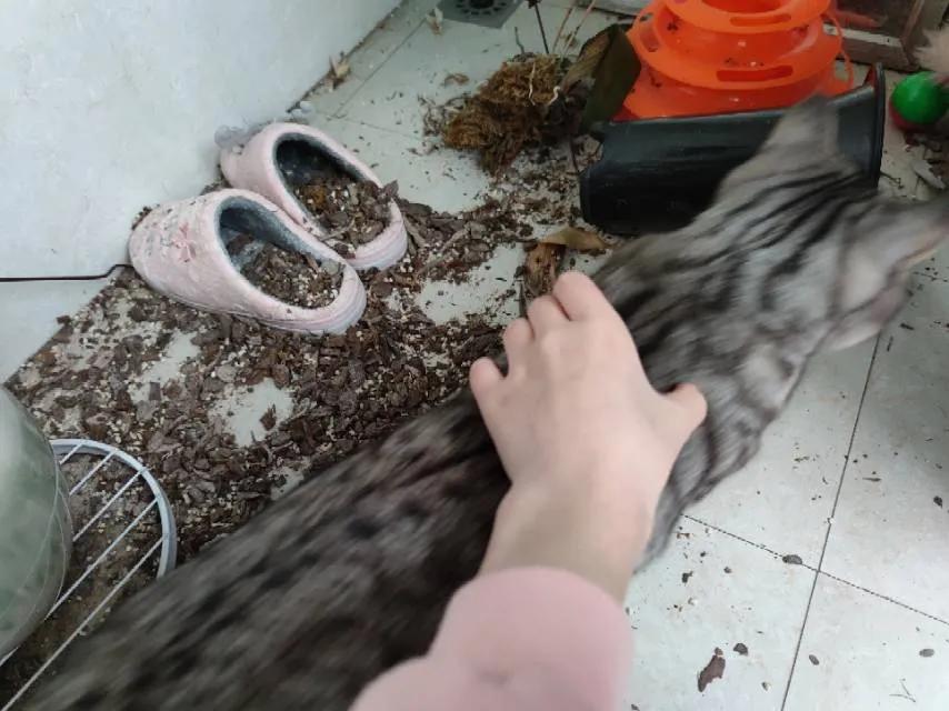 合租养猫劝退指南,《养猫劝退指南》