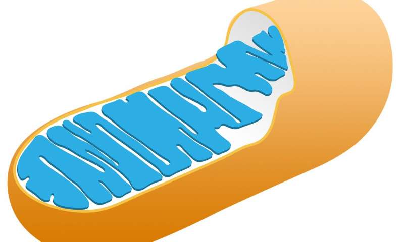 自由穿梭的线粒体可调节免疫反应，或带来新冠肺炎新疗法