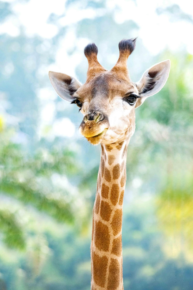 玩转广州长隆野生动物世界之行,广州长隆动物世界游玩攻略图