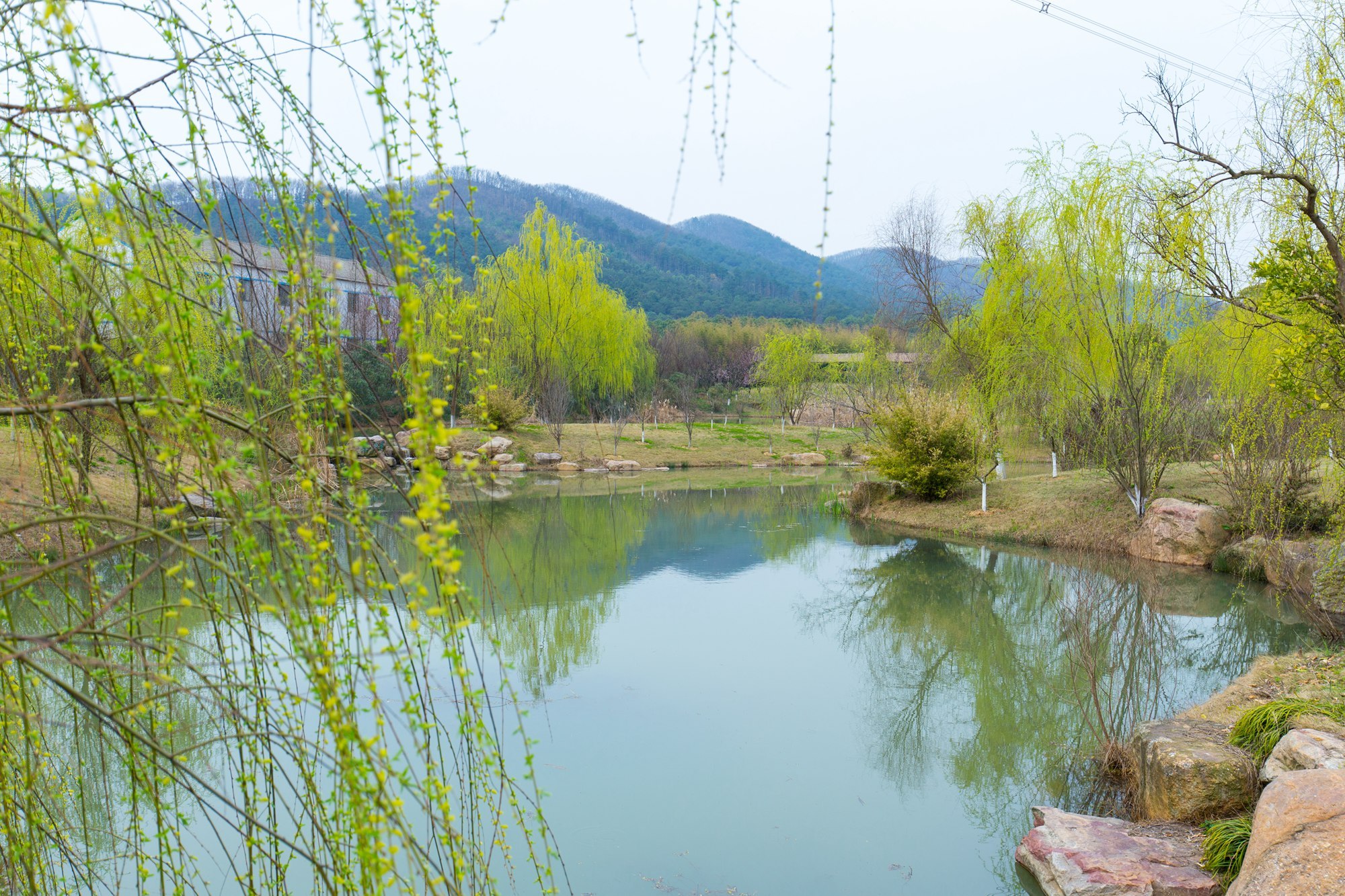 今日春分,武汉这时候不仅有樱花,这里的花随风一吹人都酥了