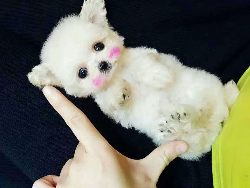 茶杯犬的习性与养殖,茶杯犬的饲养知识