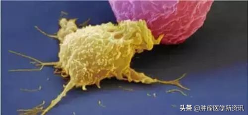 日本细胞免疫疗法骗局,日本细胞免疫治疗一般维持多久