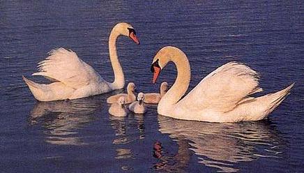 令人最羡慕的爱情莫过于白头偕老,好的爱情一定是互相帮助共同进步