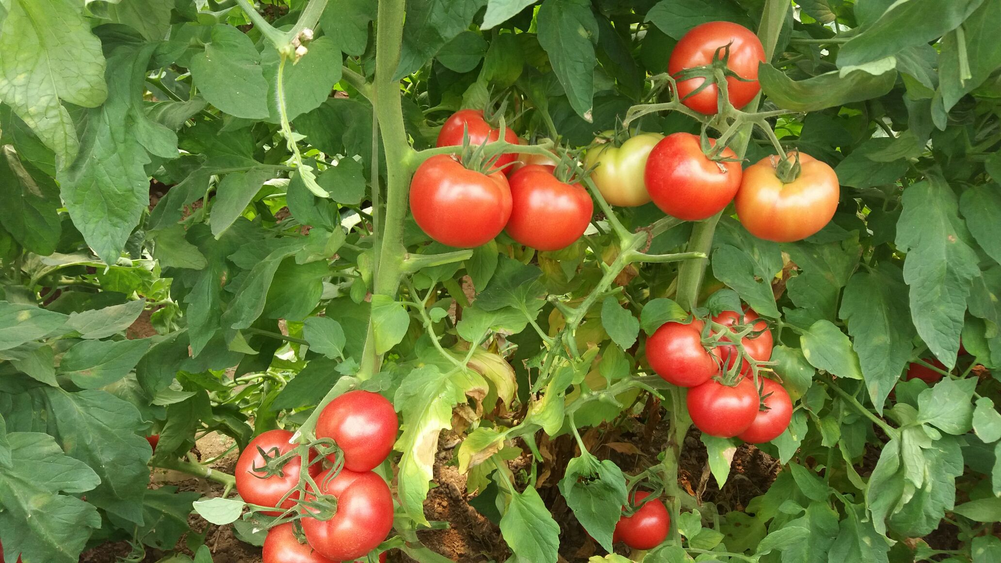 大棚西红柿高产,西红柿定植前用什么化肥配方高产