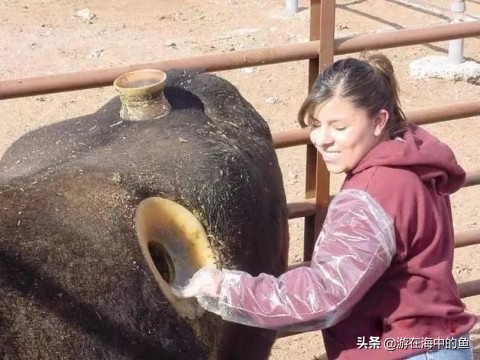 牛身上掏洞养殖合理吗,养殖牛通胃