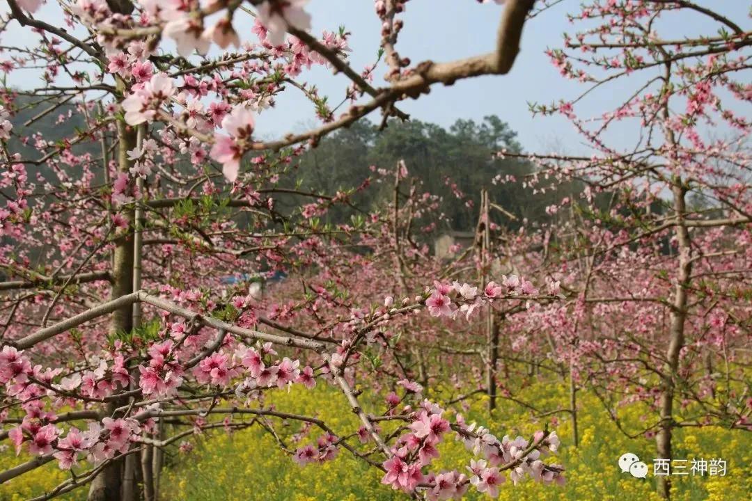 什么是弥勒教,什么是弥勒尊佛