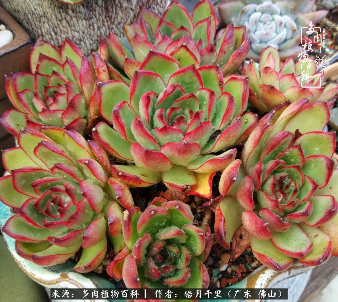 多肉娇气养不活多肉的10个秘密,养多肉是件很治愈的事情