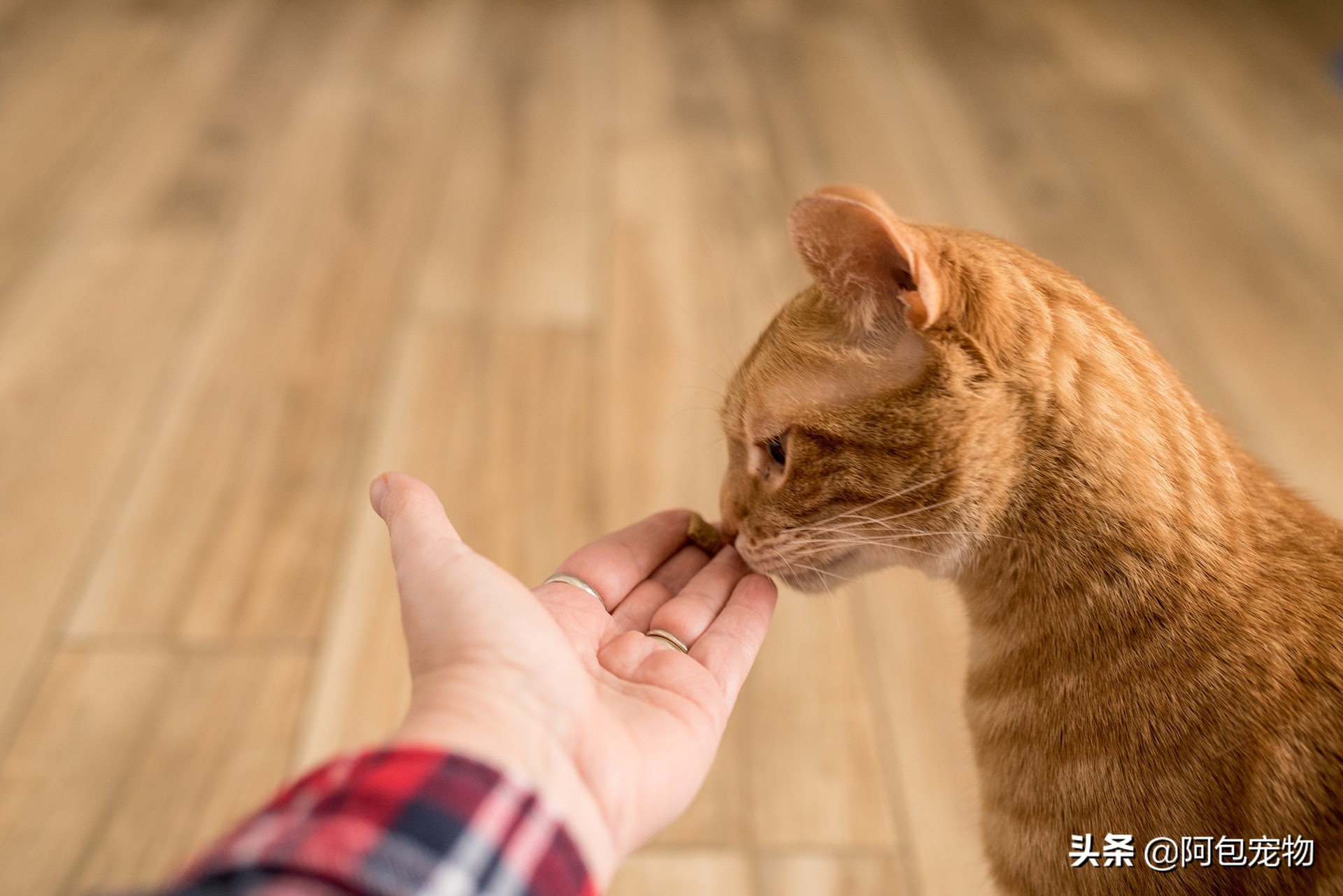 怎样一招让猫咪变得温顺听话粘人,怎样才能让猫咪喜欢主人