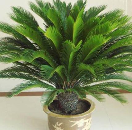 铁树盆栽浇水的正确方法,盆栽铁树怎么养不黄叶