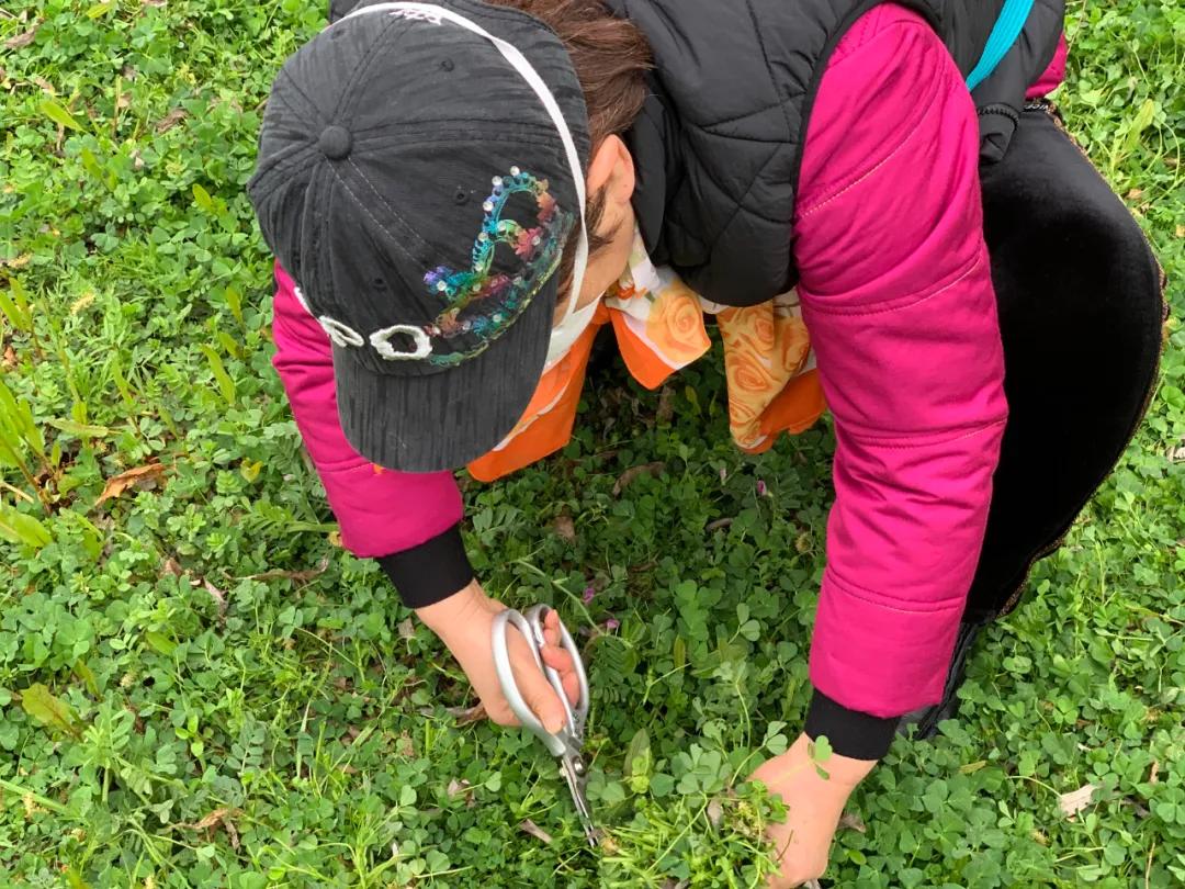 南京城市野菜猎人实录