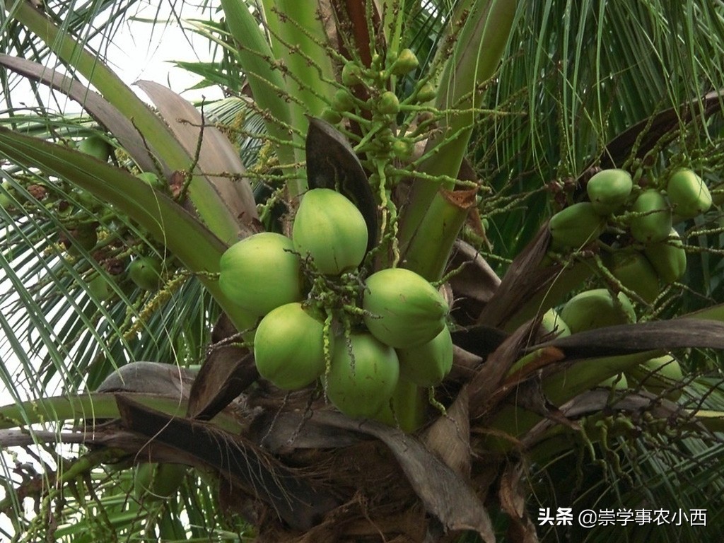 海南季节性蔬菜,海南一年四季蔬菜有哪些