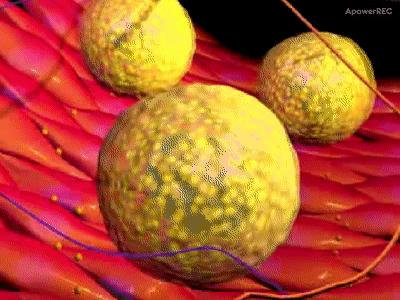 降胆固醇和降血脂最快的十种食物,降血脂最快的十大食物胡萝卜