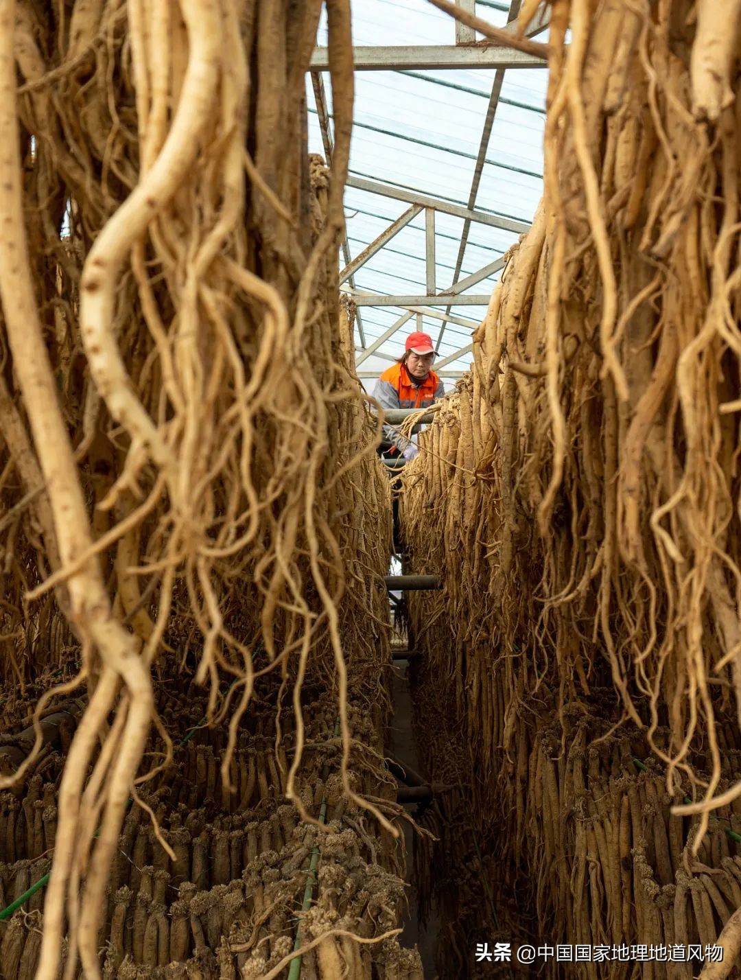 中国薯都地址在哪里,中国薯都为什么是定西