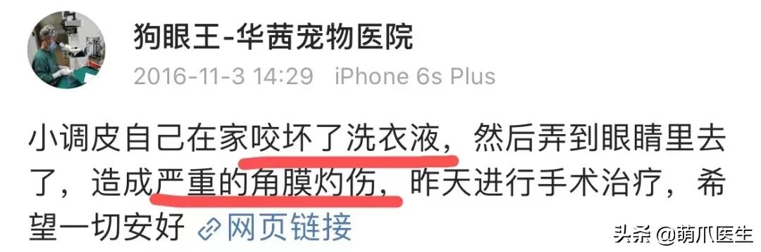 盘点那些手贱的猫咪被烫伤,盘点猫咪被烫过的倒霉瞬间