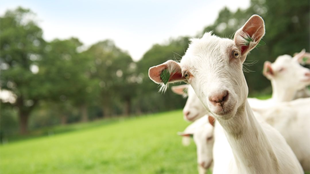 羊奶粉突然来袭,羊奶粉已成为超百亿的品类