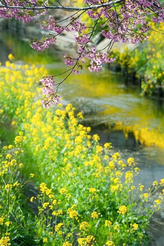 四月,我醉在那一片花的海洋