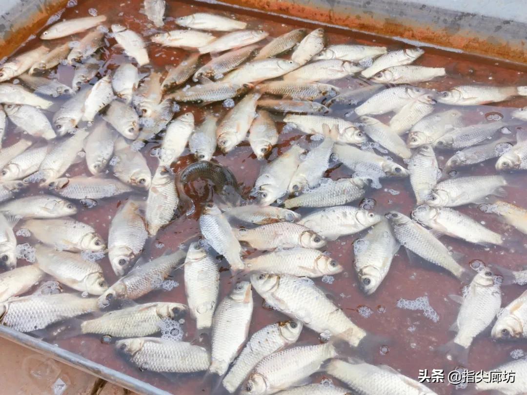 廊坊杨税务集市,在早市遇见久违的人间烟火气