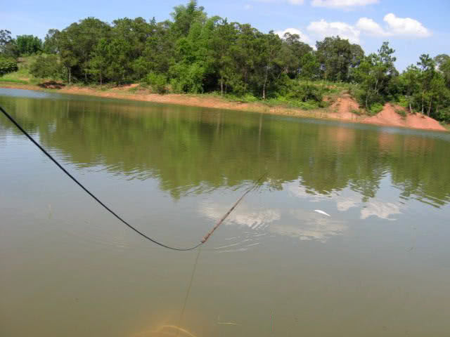 在两广地区，只要有此鱼存在的水域，钓鱼人断竿切线是常有的事