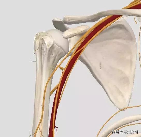 筋膜枪是什么,筋膜枪推荐排行榜前十名