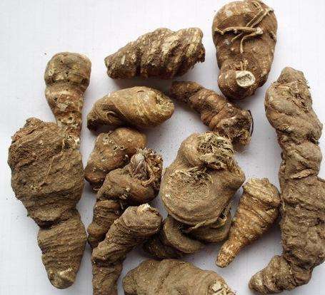 生长在树林下，农人采挖后，450元一斤卖掉，但无人敢栽培