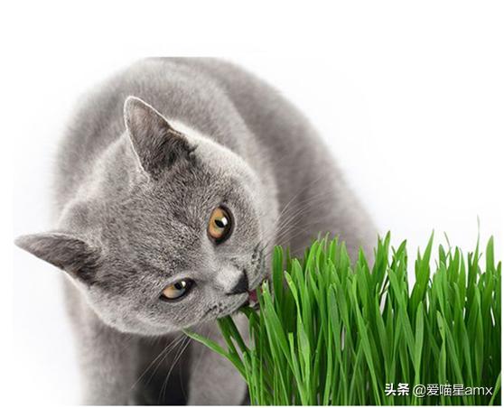 新手养猫必备品清单大全,养猫新手应该准备什么东西清单