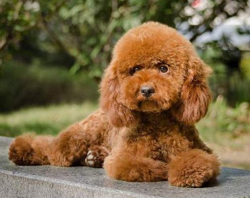 常对泰迪犬做这6件事益处多多,泰迪犬最怕的五种惩罚是什么