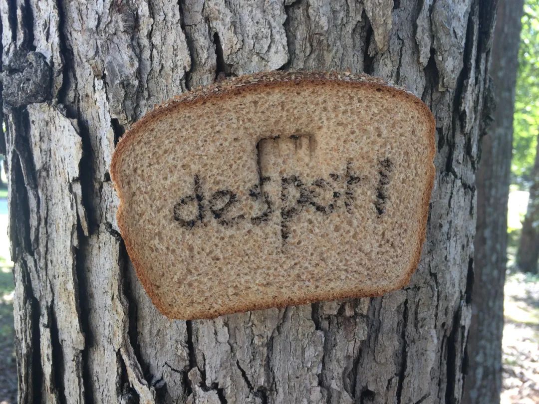 英国谢菲尔德城市的居民们为什么要往树上钉面包呢？