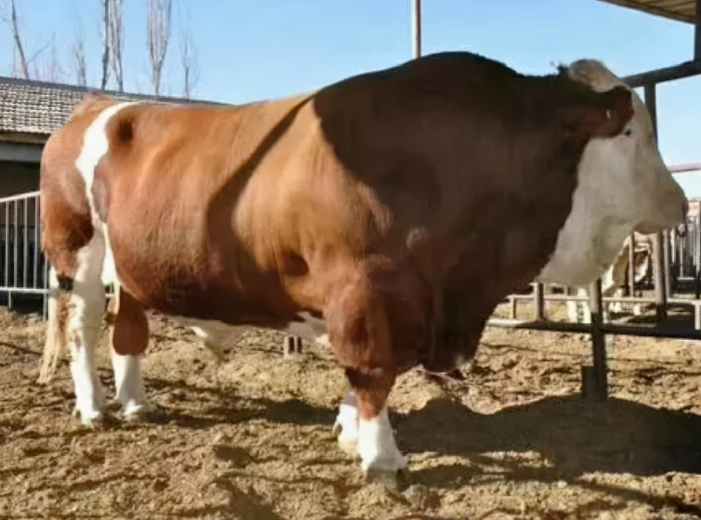 牛得了瘤胃积食一般治愈得几天,牛瘤胃积食症状及治疗