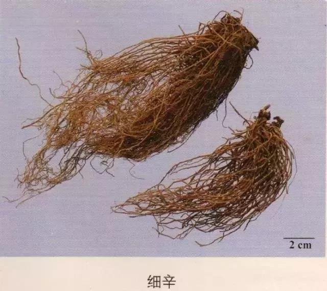 中药材图片大全大图带药名,200多味中药材图谱带图