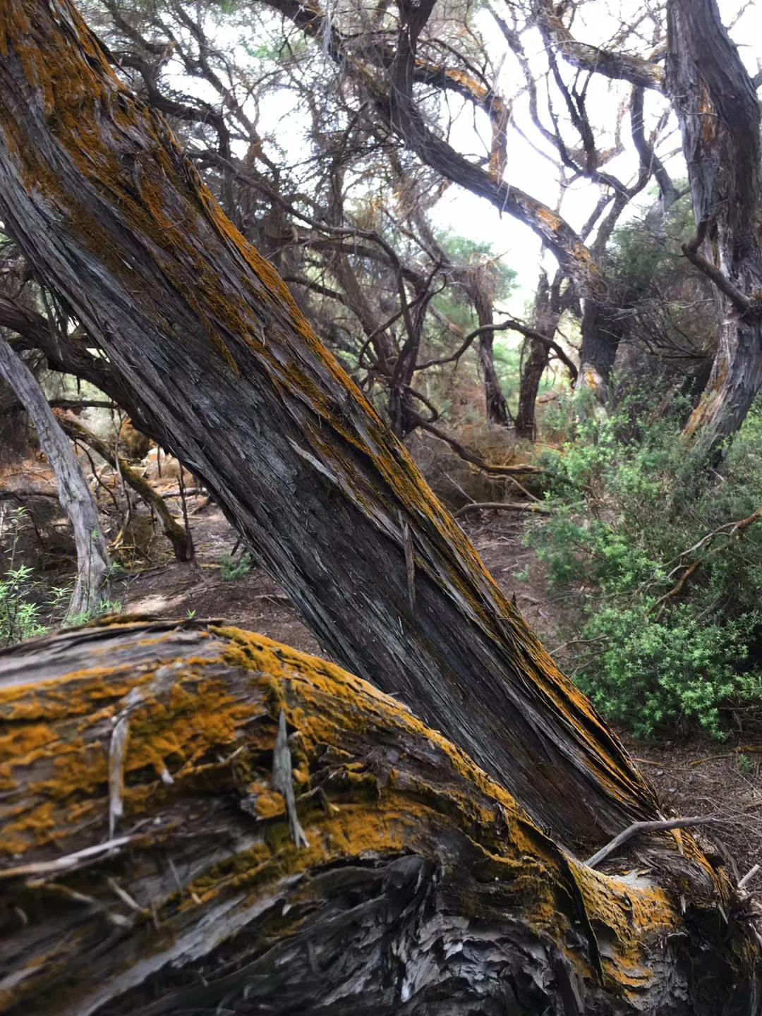 记忆中的旅行之新西兰(北岛)