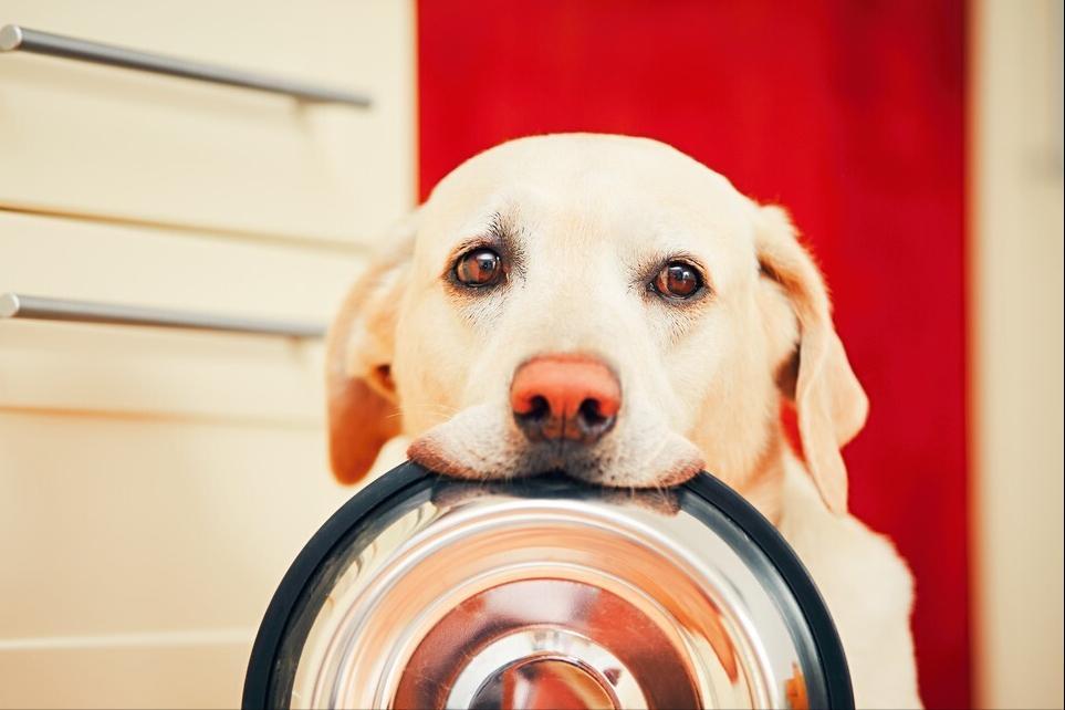 拉布拉多吃什么狗粮比较好,一般拉布拉多吃什么狗粮好