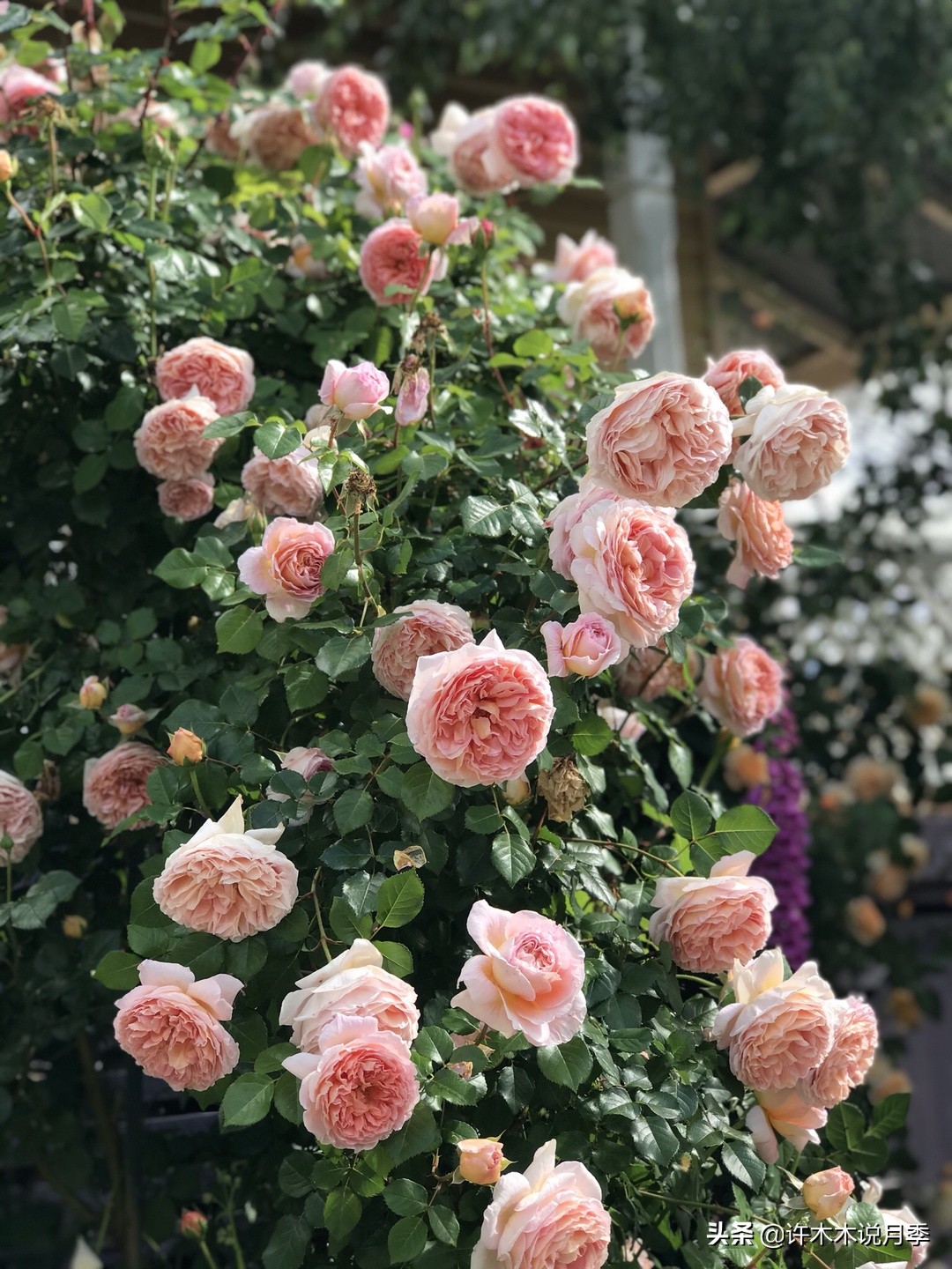 多头多季节开花抗性好的月季,红色月季哪几款多花勤花抗性好的