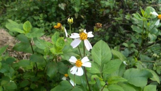 认识常见植物,野外常见水培植物有哪些