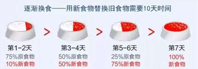 养泰迪犬的人应该知道这几件事情,养泰迪犬一个月正常开销