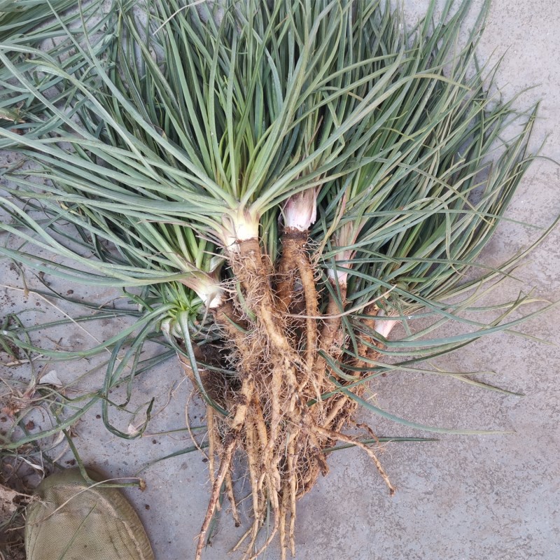 农村常吃的40种野菜你吃过几种呢,这10多种野菜你吃过哪些