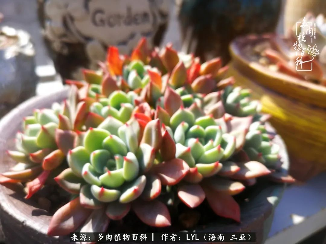 养多肉一年花了3万,养多肉一千多盆