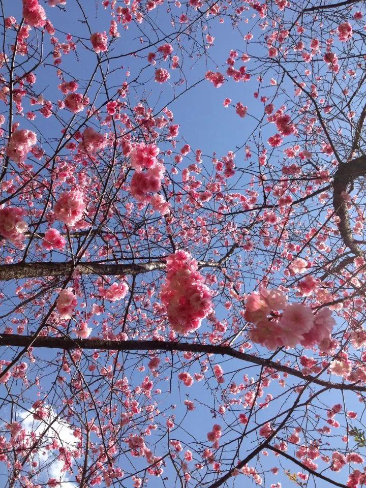 几月赏樱花最好,最美赏樱攻略大全
