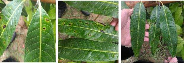 金煌芒果套袋后角斑病用药,哪些药剂可以预防芒果角斑病