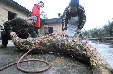 这种植物全身都是宝一斤能卖500多,农村一不起眼的植物一斤要200多