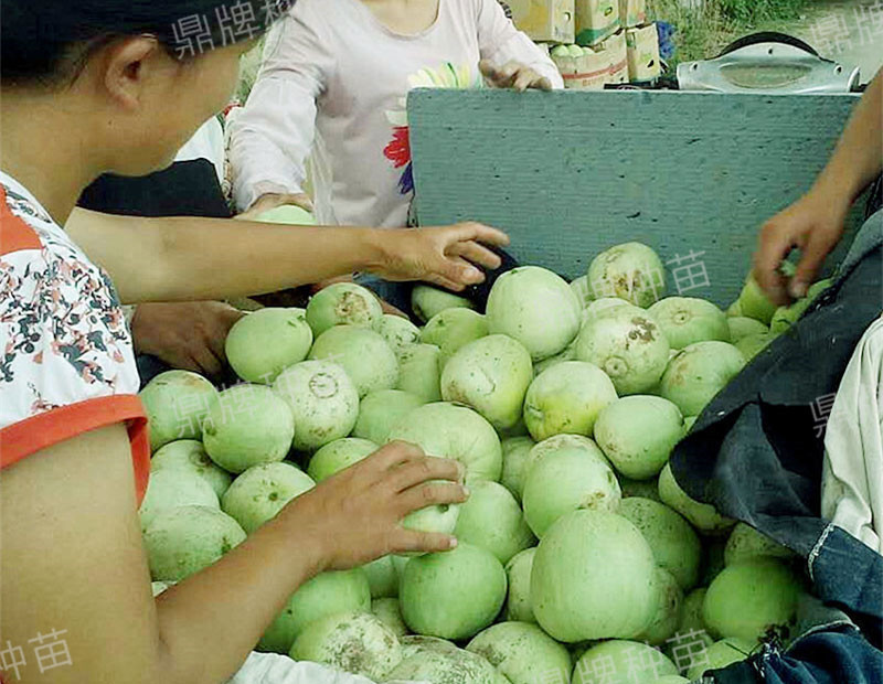 山东冷棚甜瓜最新种植,鲁厚甜1号甜瓜种植技术