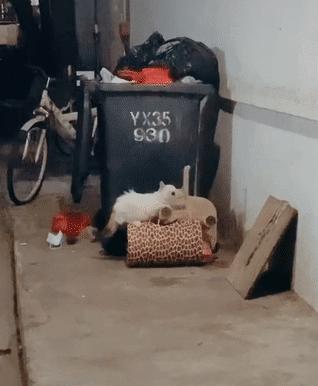 10年前捡回的猫变成的人,8年前从垃圾堆里捡的猫