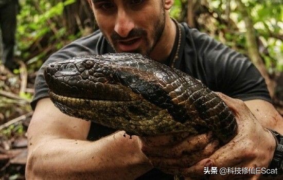 蟒蛇吃人国家赔钱吗,蟒蛇被抓为何会吐食物