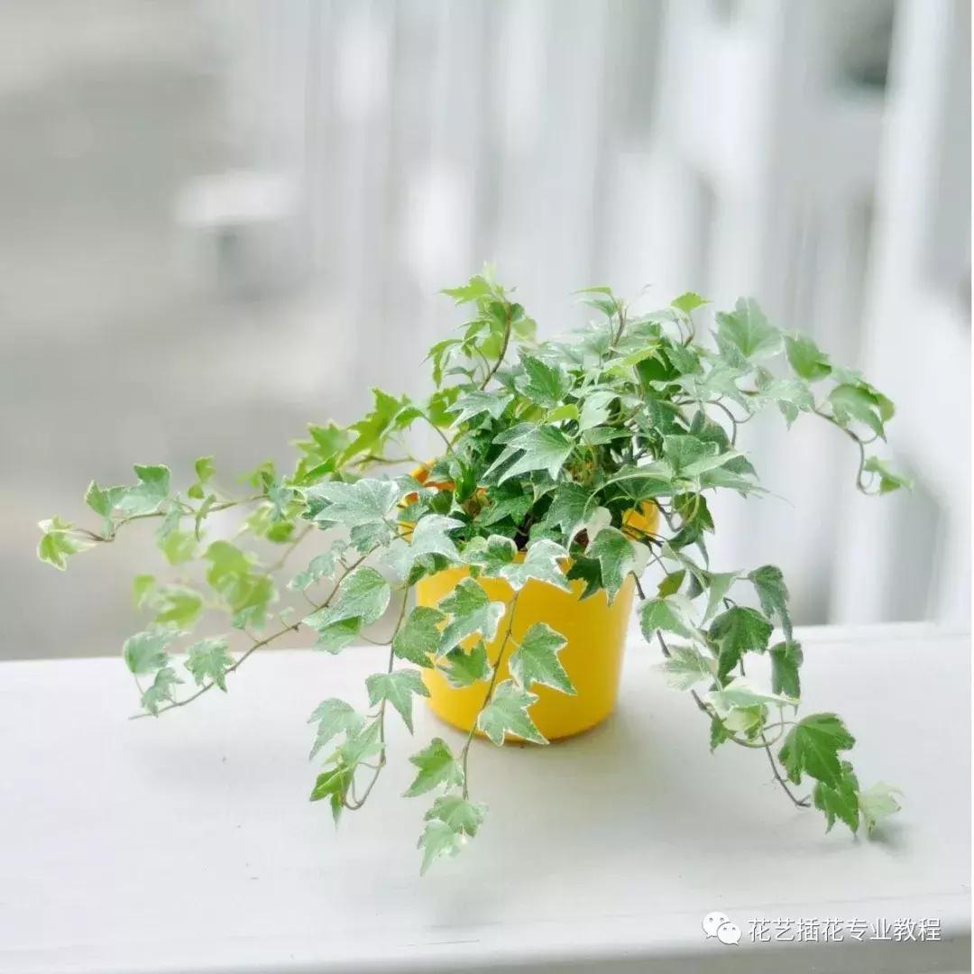 花艺课程绿植教程,花艺种植培训零基础课程入门