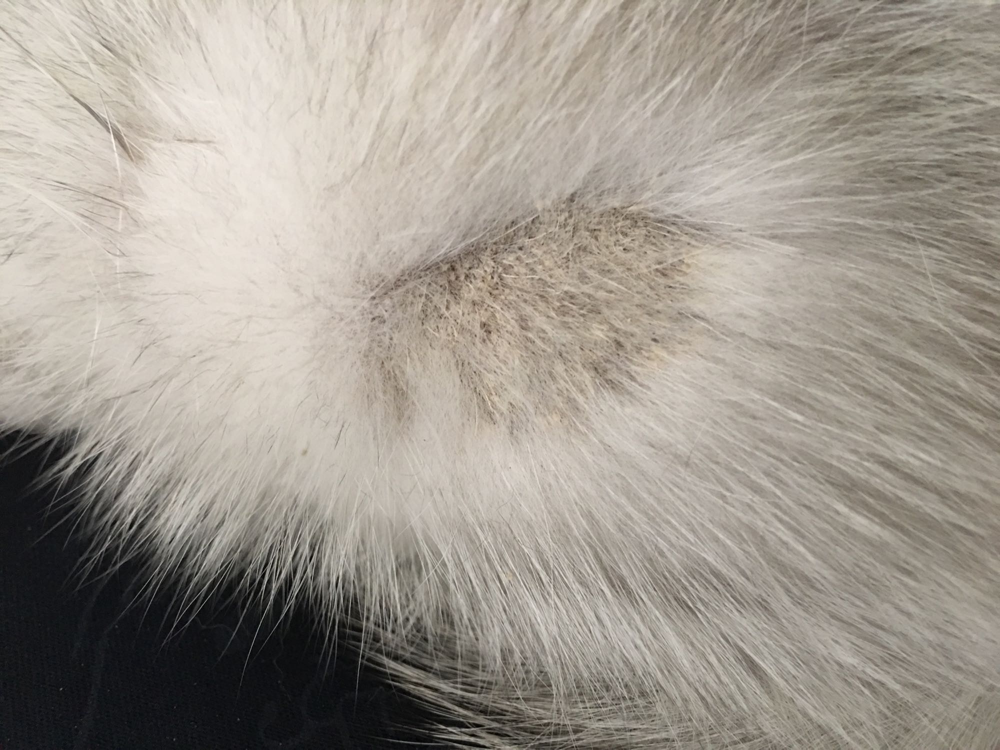 猫咪得了猫癣怎么才能治好它,小猫咪得了猫癣用碘伏可以治愈吗