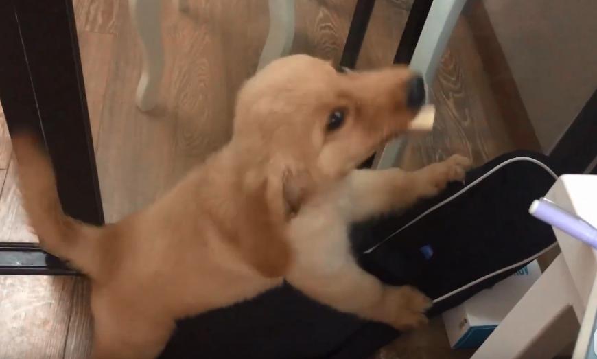 狗狗嚼了一下口香糖没有吞掉,小狗狗吃口香糖