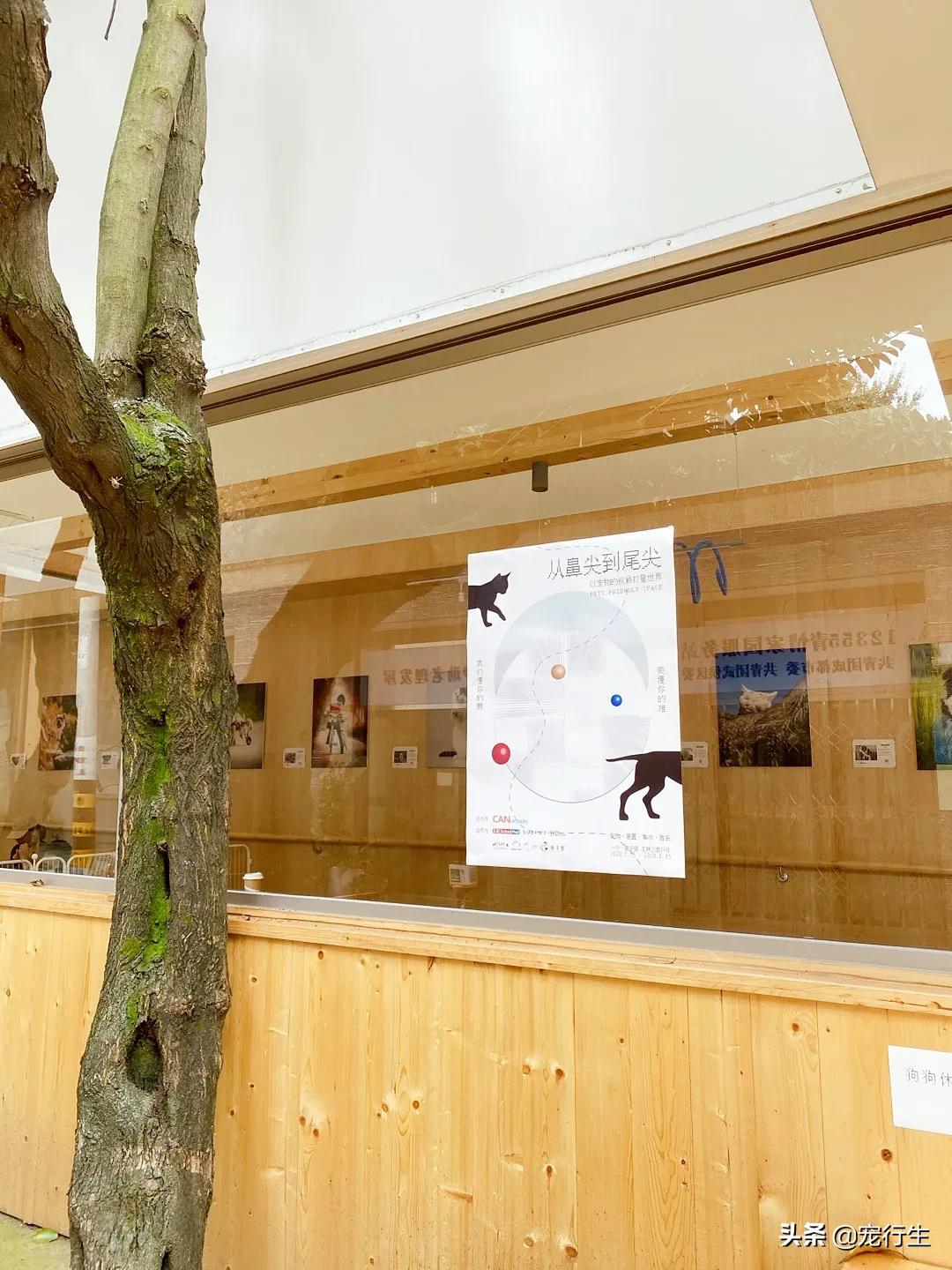 这家宠物快闪集市，怎么拍都好看，学会用宠物视角看世界