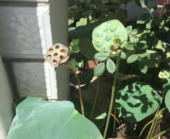 碗莲结了莲蓬怎么办？留下还是摘掉？详解碗莲结实后的养护