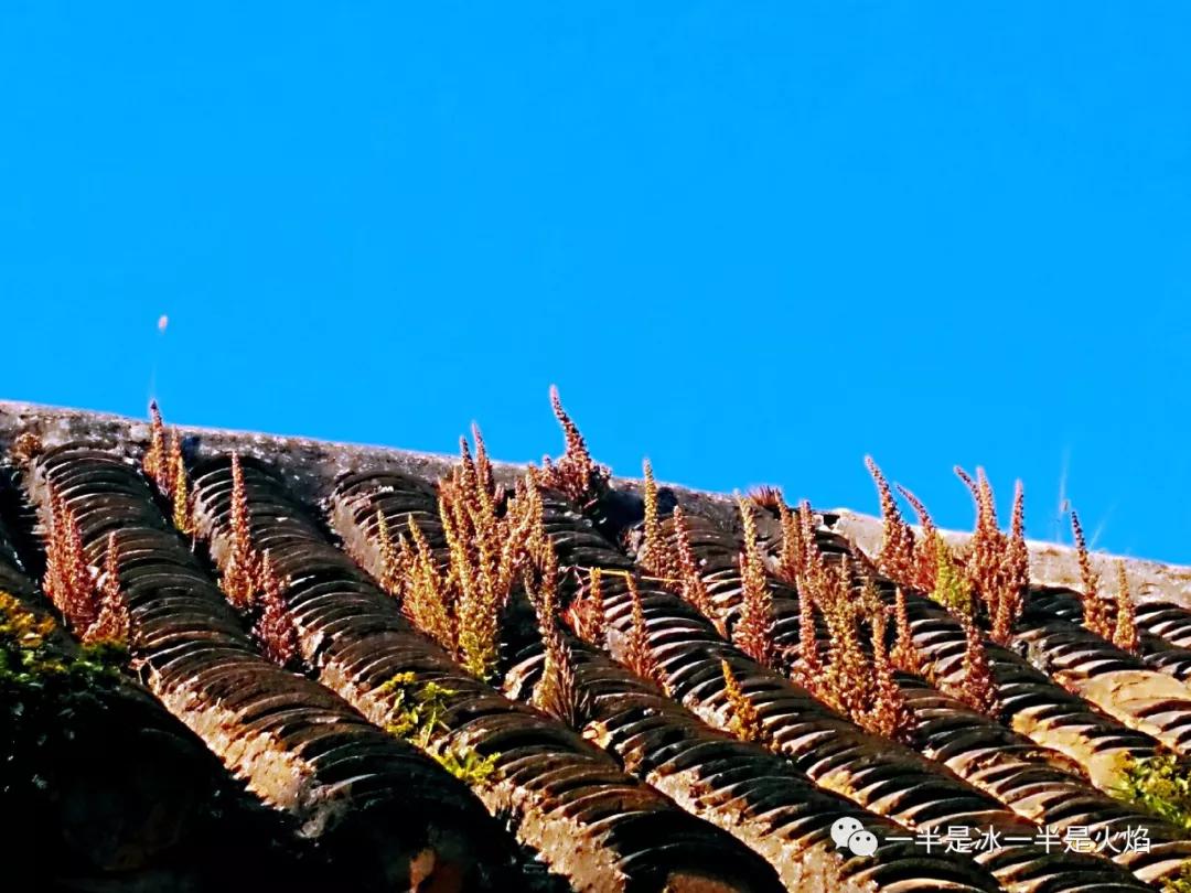 随笔冬日阳光,随笔冬日午后的阳光