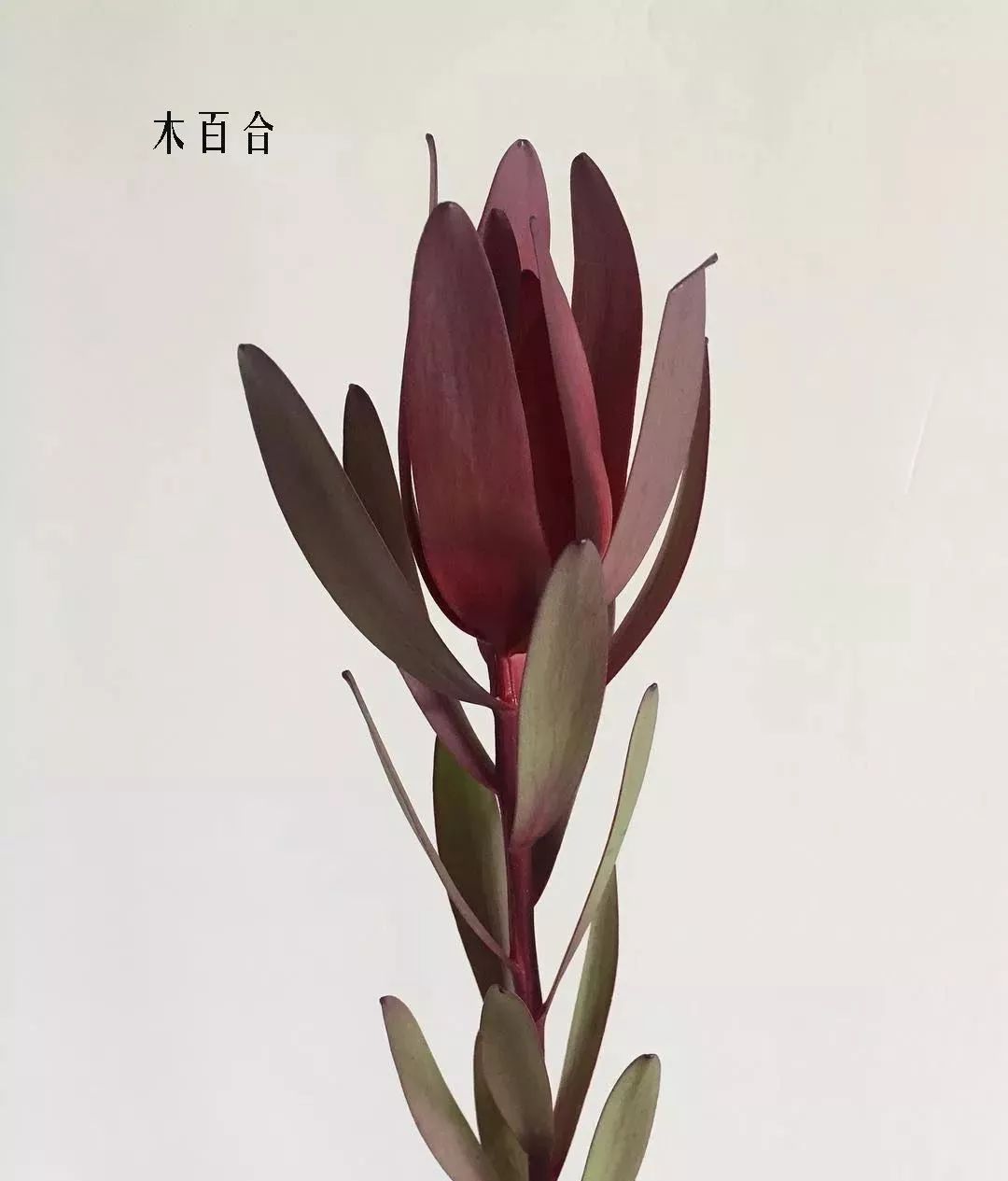 花店里同款的两种不同价格的花材,花店最容易被顾客误解的几种花材