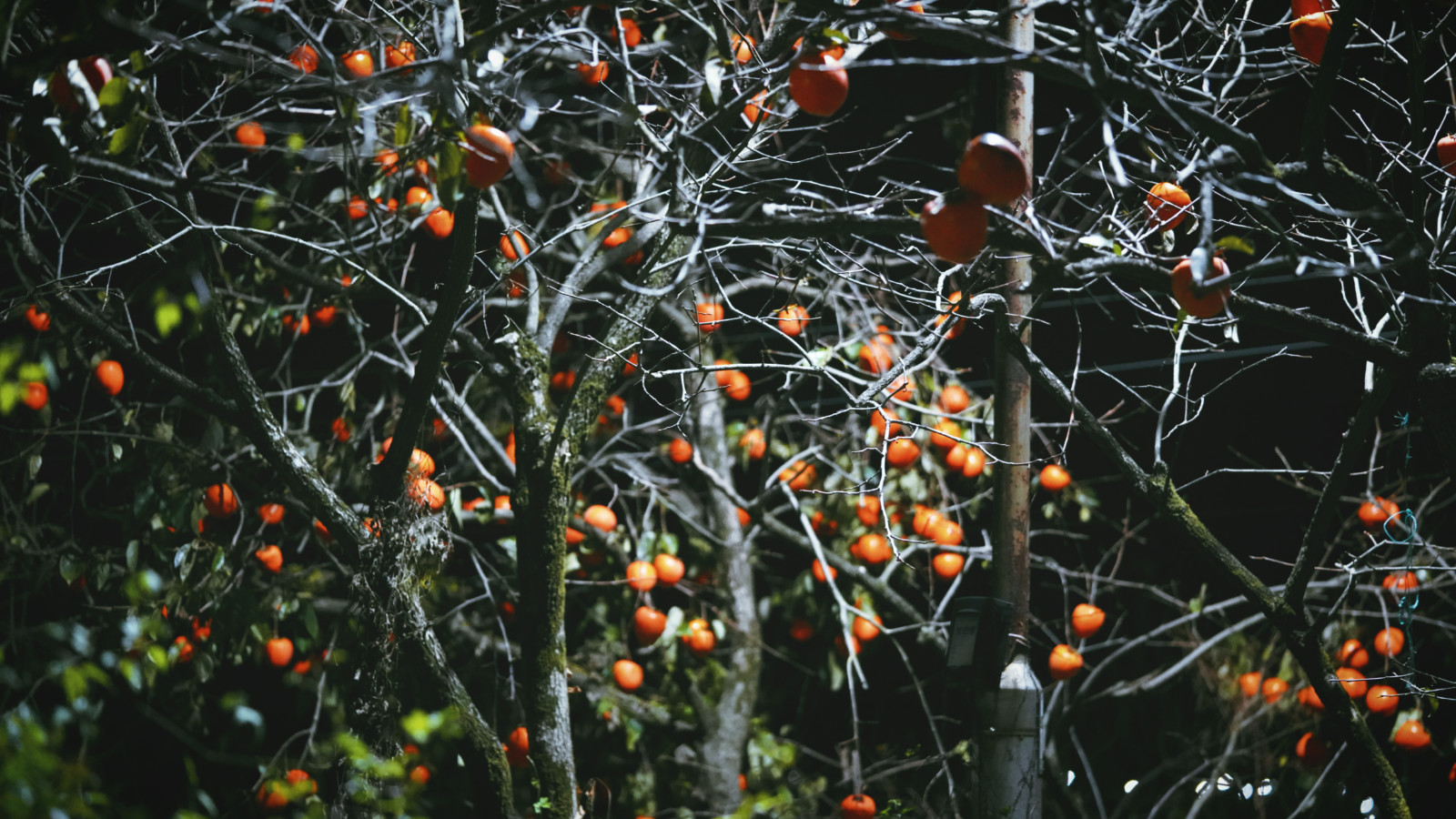 哇,人参随便挖!韩国还能这么玩